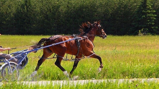animal 107800 640