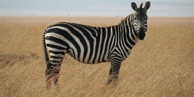Zebra Startups - techbuild